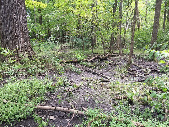 Charitable Trust offers to buy and save Crown Hill Woods